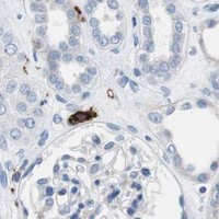 HPA IHC Kidney — FCGR2B