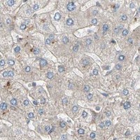 HPA IHC Liver — SLC39A9