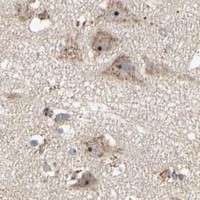 HPA IHC Cerebral cortex — SLC39A9
