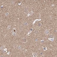 HPA IHC Cerebral cortex — NR1D1