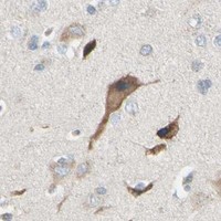HPA IHC Cerebral cortex — NUCB2