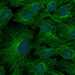 HPA008410: hTERT-RPE1 (serum starved)