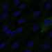 HPA008419: hTERT-RPE1 (serum starved)