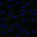HPA008419: hTERT-RPE1 (serum starved)