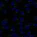 HPA008421: hTERT-RPE1 (serum starved)