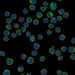 HPA008945: HEL