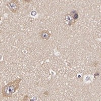 HPA IHC Cerebral cortex — AHSA1