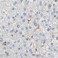HPA IHC Liver — NDFIP2