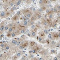 HPA IHC Liver — NDFIP1