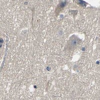 HPA IHC Cerebral cortex — HSPG2
